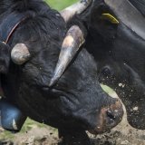 Le combat des reines de Bonatchiesse en Valais a été repoussé d'une année. Les organisateurs n'ont pas voulu prendre de risque face à l'apparition de cas de dermatose nodulaire. (Photo d'illustration) KEYSTONE/JEAN-CHRISTOPHE BOTT
